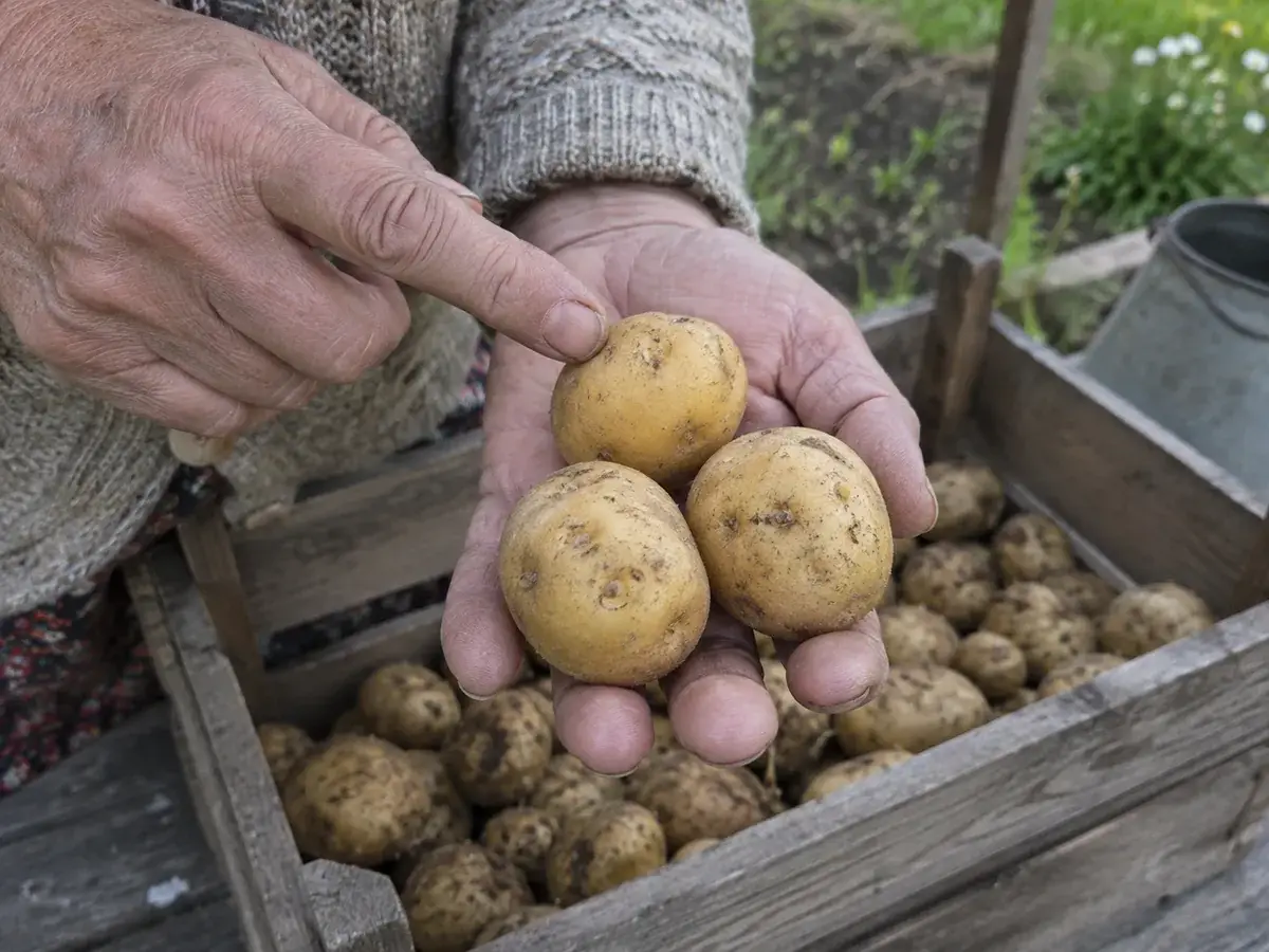 Надто рання осіння посадка